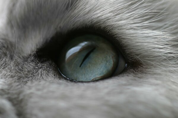 El ojo azul del gato peludo