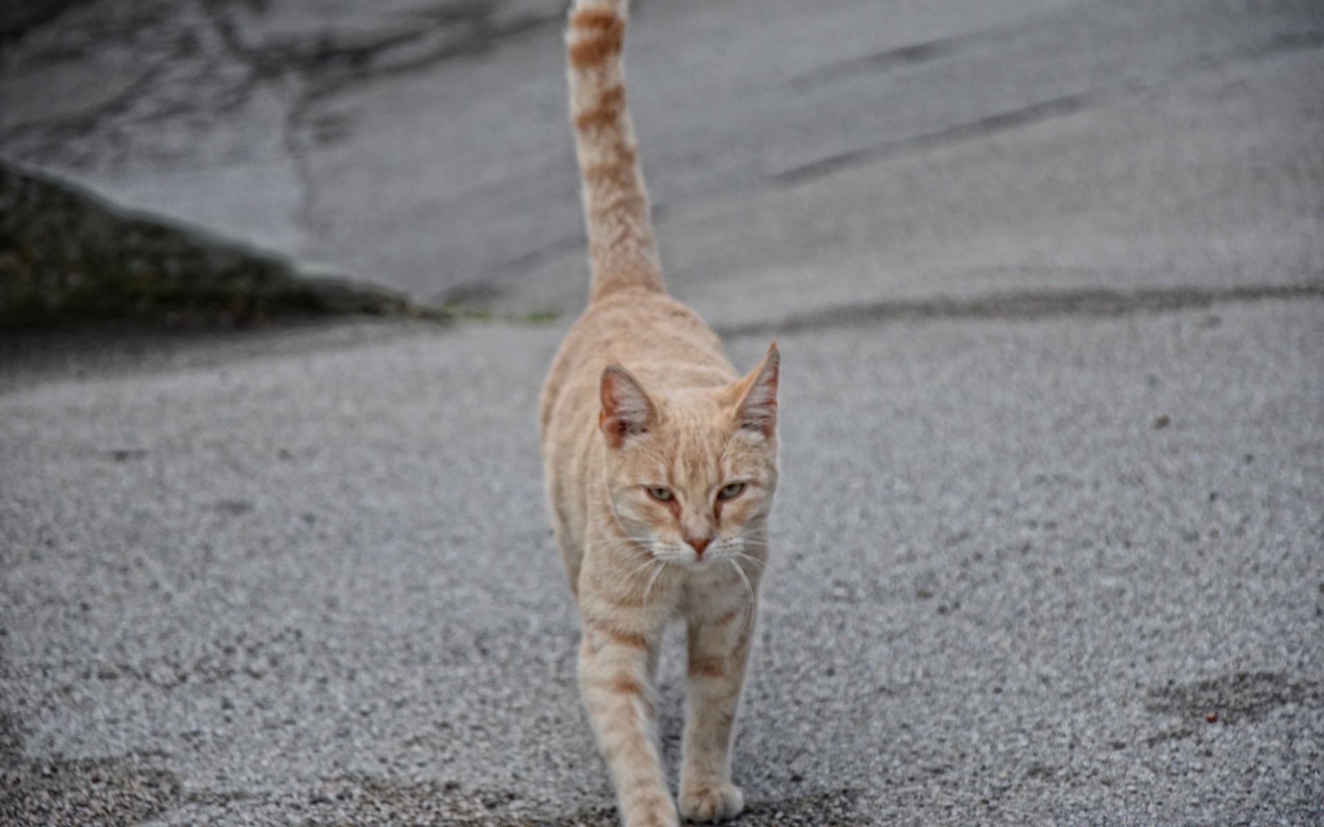 gatos gato lindo retrato animal naturaleza al aire libre gris solo pequeño joven ver