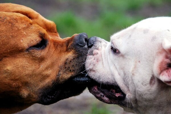 Beso caliente de los amantes de los perros