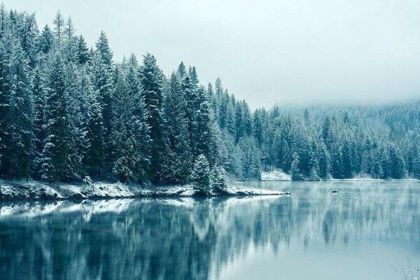 Árboles en la nieve y cerca de un estanque