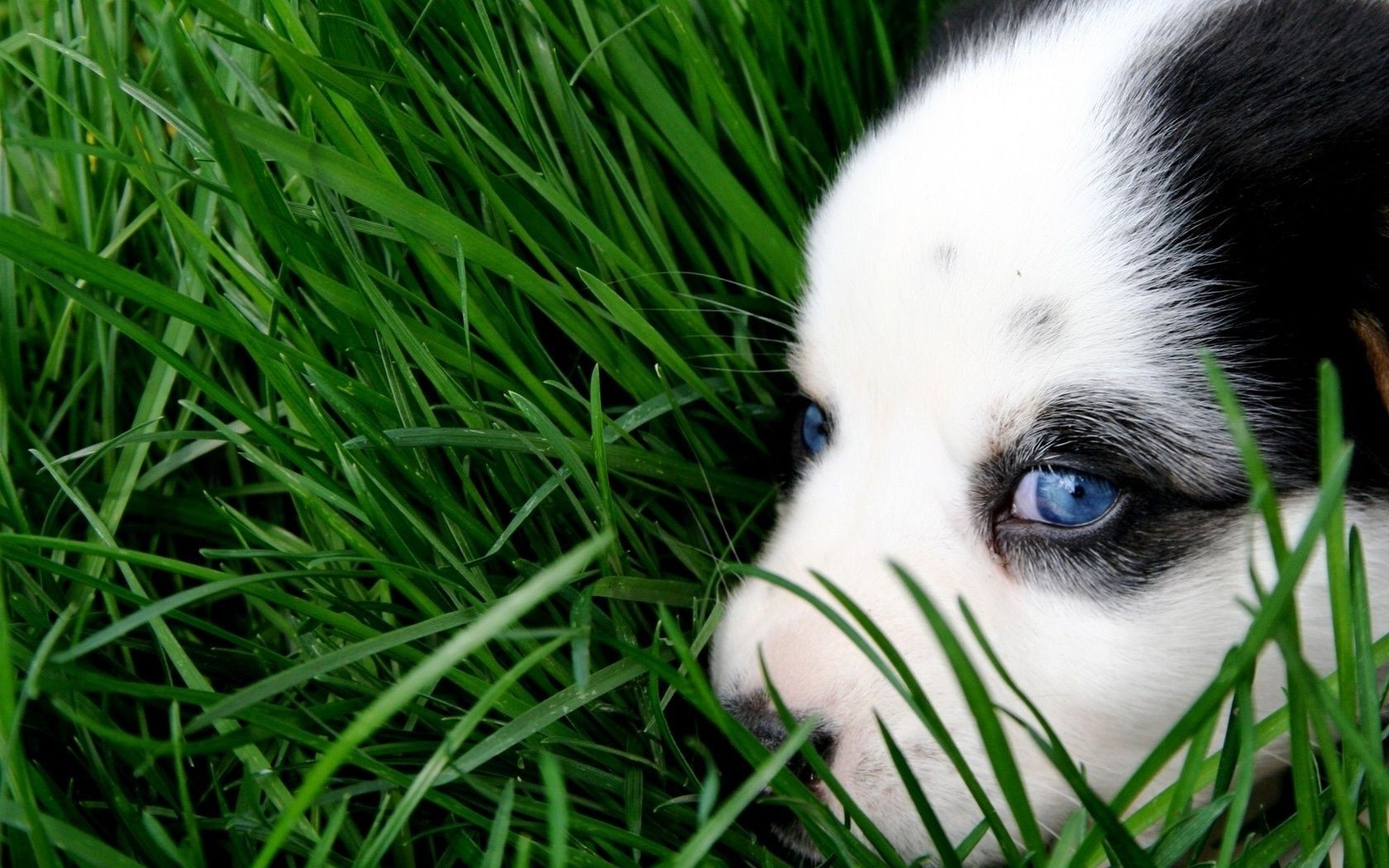 perros hierba animal lindo perro retrato naturaleza césped pequeño joven ojo