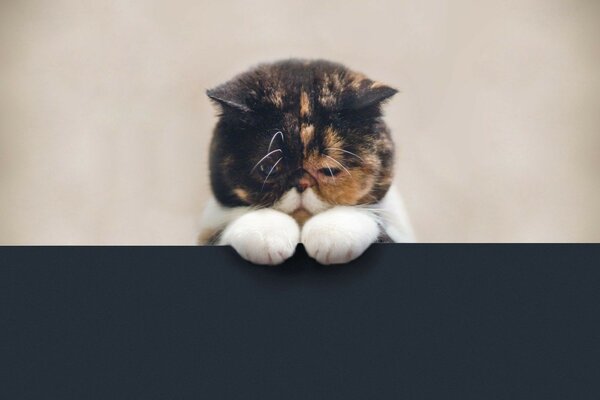Lindo gato sentado triste