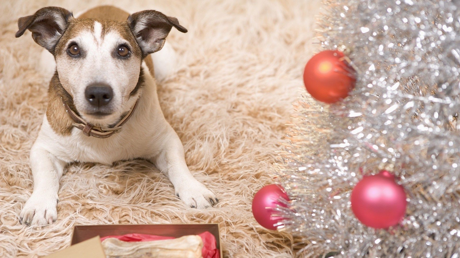 contrastes navidad perro invierno bola