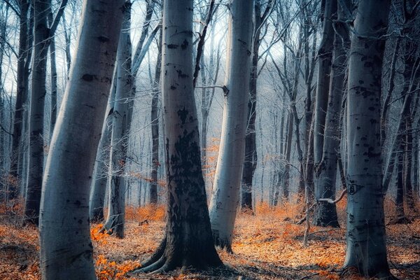 Troncos de árboles, Hojas en el Suelo