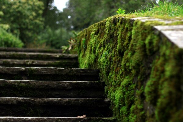 Musgo de cerca en la vieja escalera