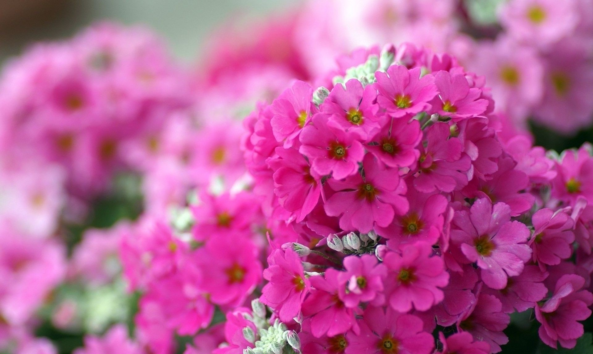 flores flor naturaleza verano jardín flora pétalo bluming hoja brillante floral campo al aire libre ramo crecimiento buen tiempo color