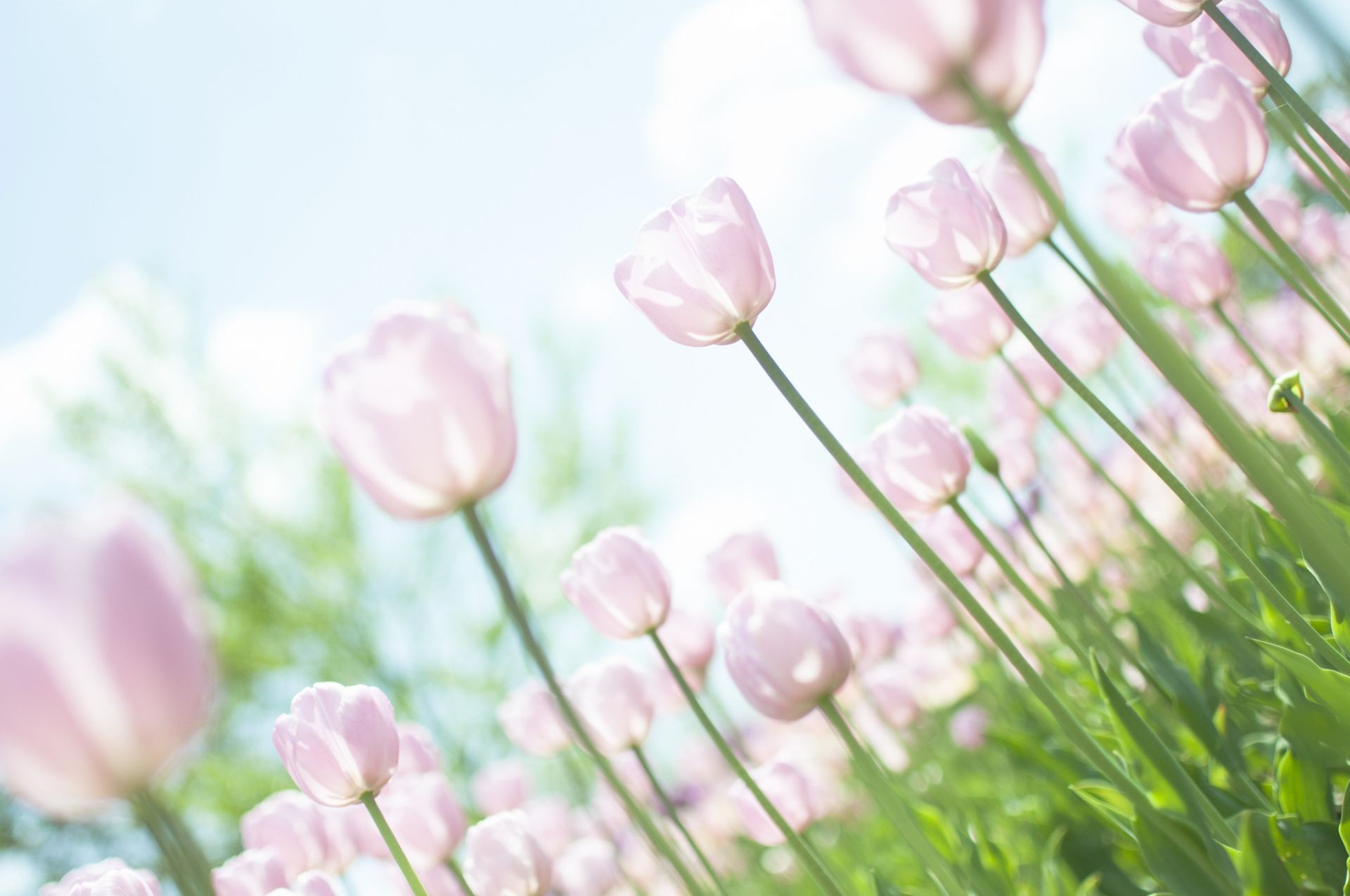 tulipanes naturaleza flora flor verano jardín brillante campo hoja floral hierba color crecimiento pétalo buen tiempo estación blumming luzga delicado tulipán