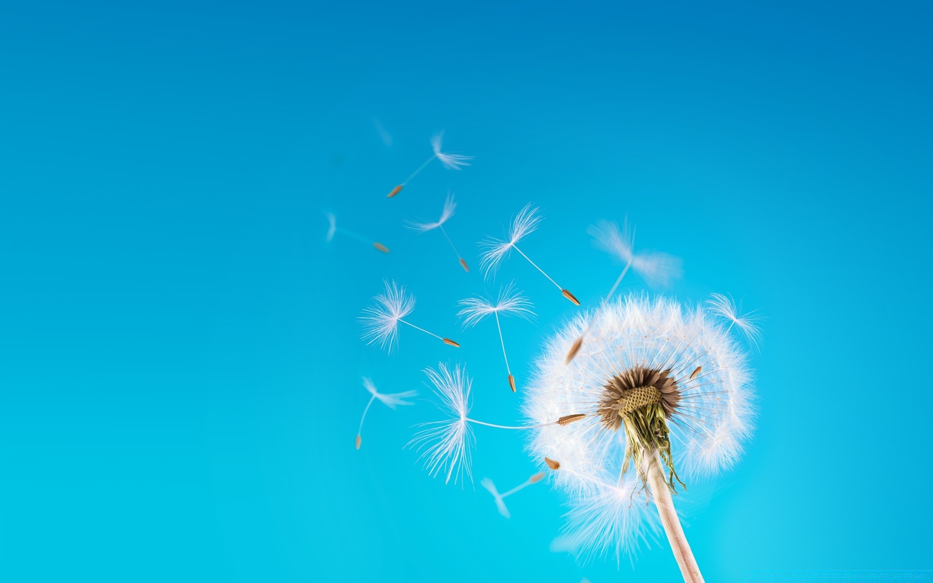 creativo diente de león abajo cielo naturaleza viento verano al aire libre suavidad libertad brillante buen tiempo