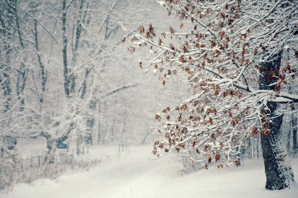 Árboles en la nieve en invierno frío