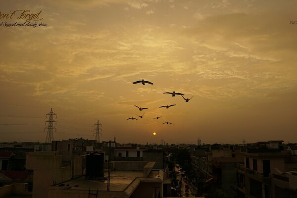 Los pájaros vuelan en el cielo amarillo sobre una ciudad normal