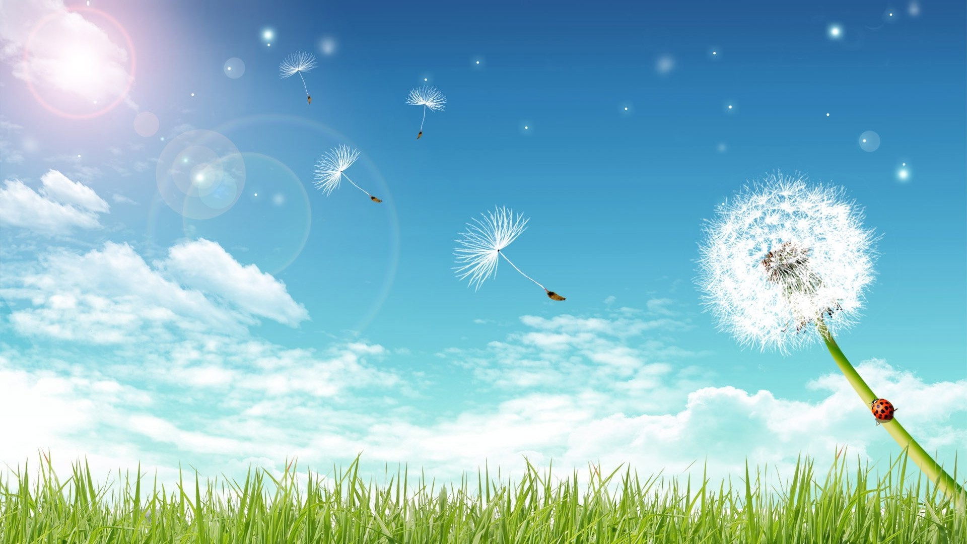 verano hierba heno campo césped cielo sol naturaleza viento diente de león temporada buen tiempo brillante escritorio libertad
