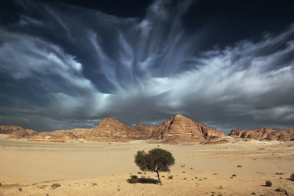 Árbol solitario en el desierto caliente