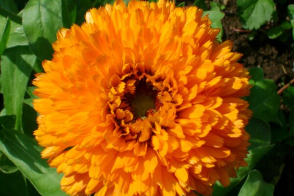 Flor de caléndula Terry...