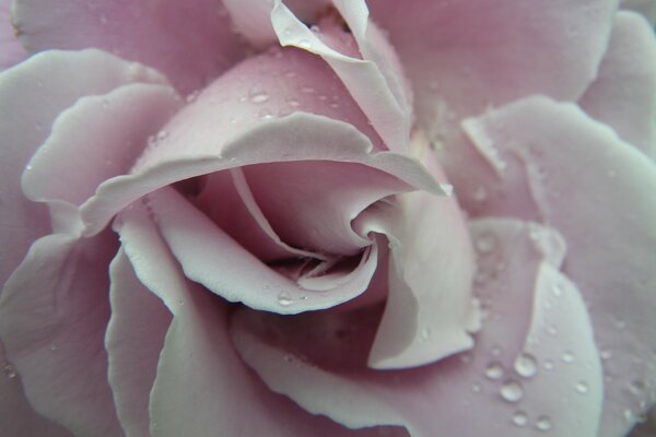 Rocío sobre una rosa suave