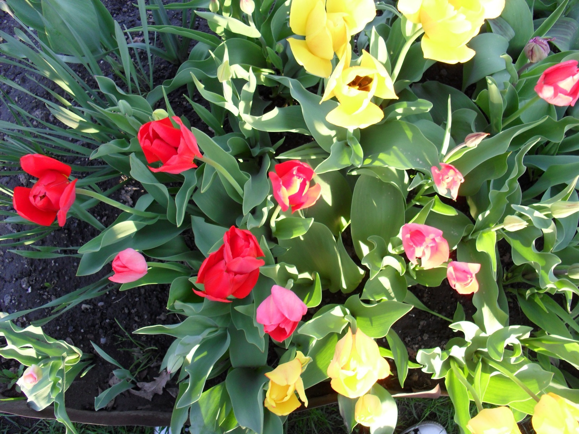 flores flor jardín flora hoja naturaleza tulipán floral bluming ramo verano pétalo color temporada pascua brillante decoración romántico regalo cluster