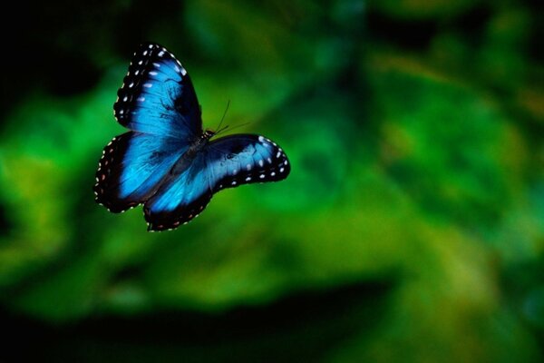 Foto de la mariposa azul en verde