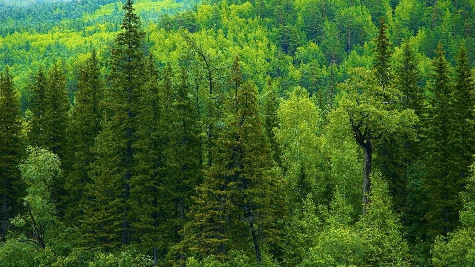 verano madera árbol paisaje naturaleza coníferas al aire libre escénico evergreen medio ambiente pino hoja salvaje parque montaña luz del día paisaje