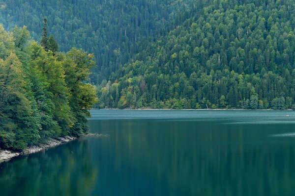 Ríos de montaña en medio de bosques y montañas