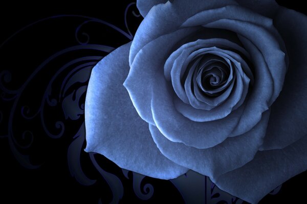 Rosa fragante en tonos grises