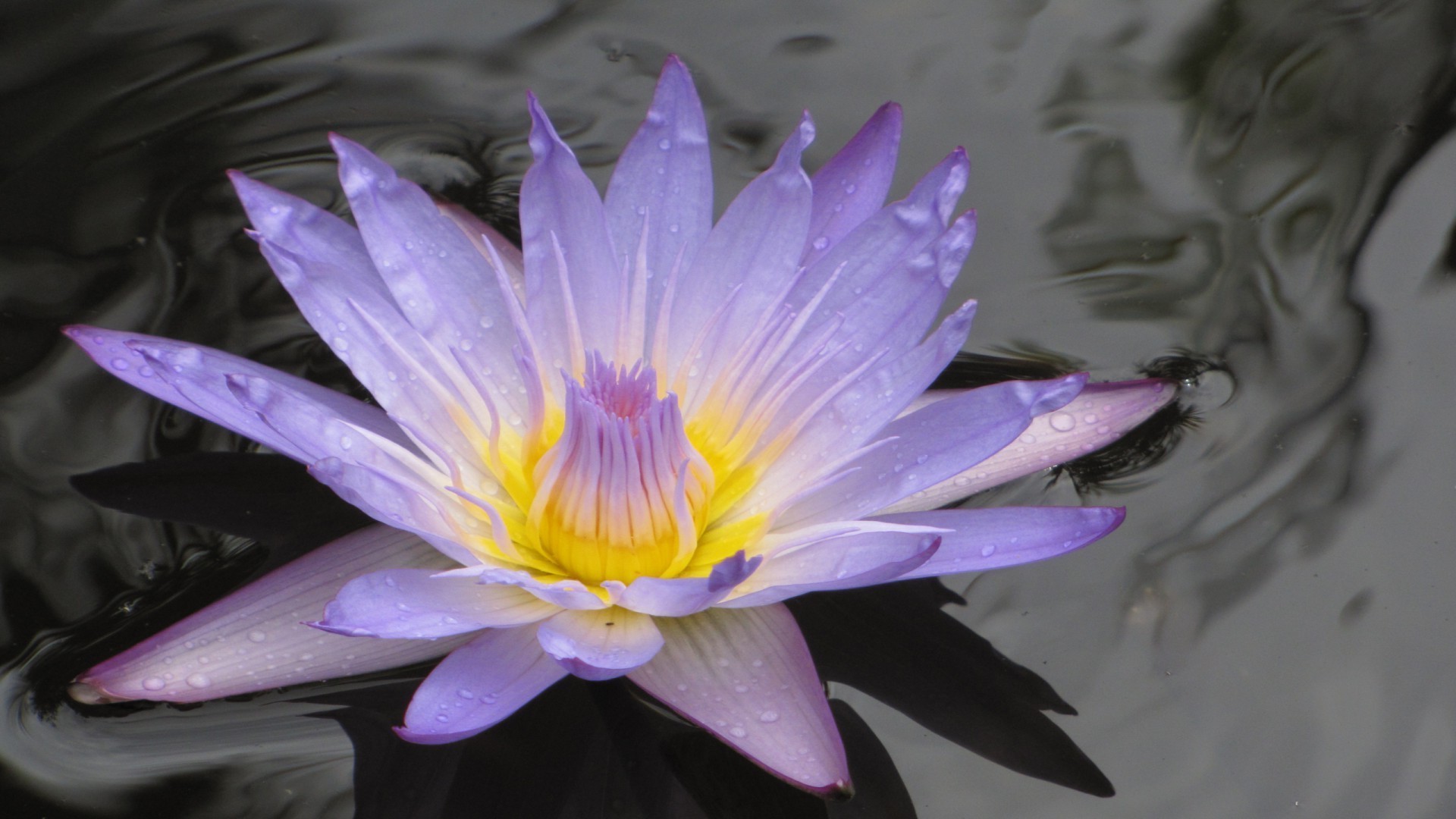 flores en el agua loto flor piscina naturaleza flora floración acuática hoja hermosa lirio jardín pétalo natación exótico verano lirio de agua zen tropical color floral