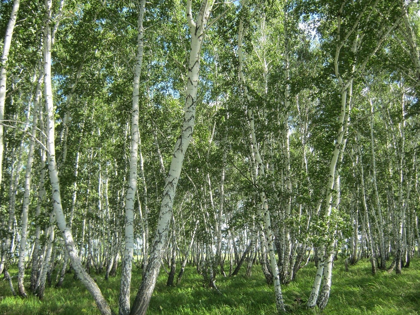 verano paisaje madera abedul naturaleza hoja árbol rama medio ambiente flora parque exuberante buen tiempo país temporada escena tronco rural arboleda corteza