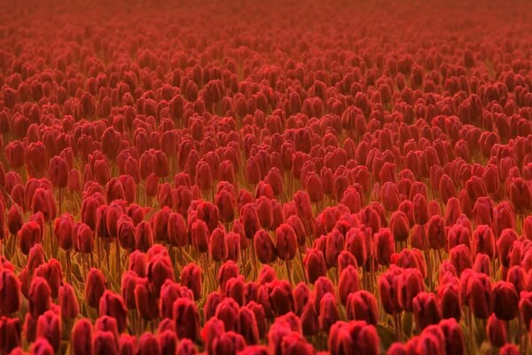 Gran campo con tulipanes rojos