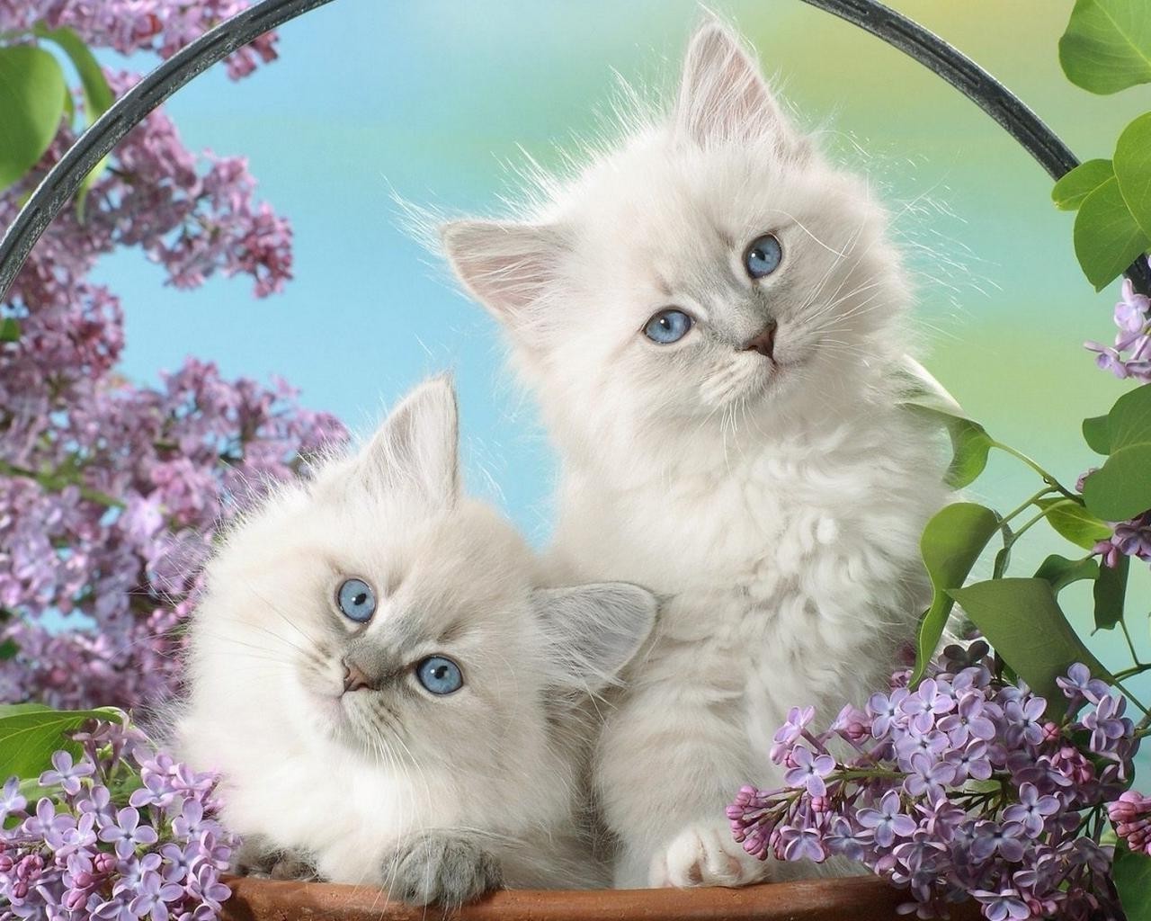 gatos gato doméstico gatito lindo mascota animal retrato ojo pequeño piel adorable abajo peludo atigrado joven bigote pelo bebé sentarse ver