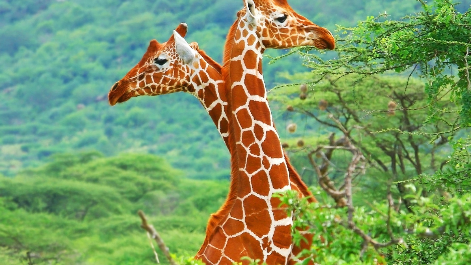 jirafas naturaleza jirafa vida silvestre salvaje animal largo parque safari cuello al aire libre hierba