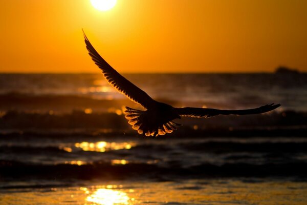 Una gaviota al atardecer busca comida en el océano