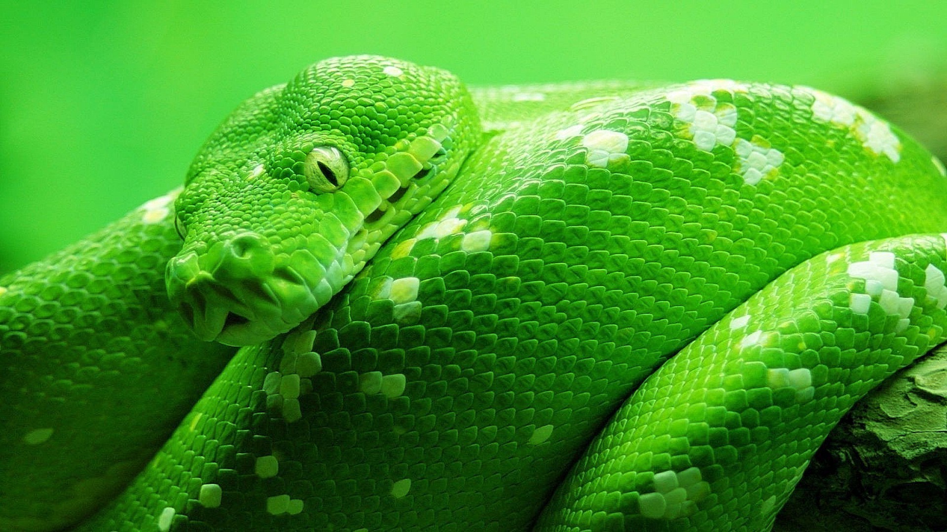 animales serpiente gazoo pitón viper boa exótico vida silvestre veneno veneno escala naturaleza deslizamiento animal tropical zoología herpetología depredador mortal serpiente de cascabel mascota
