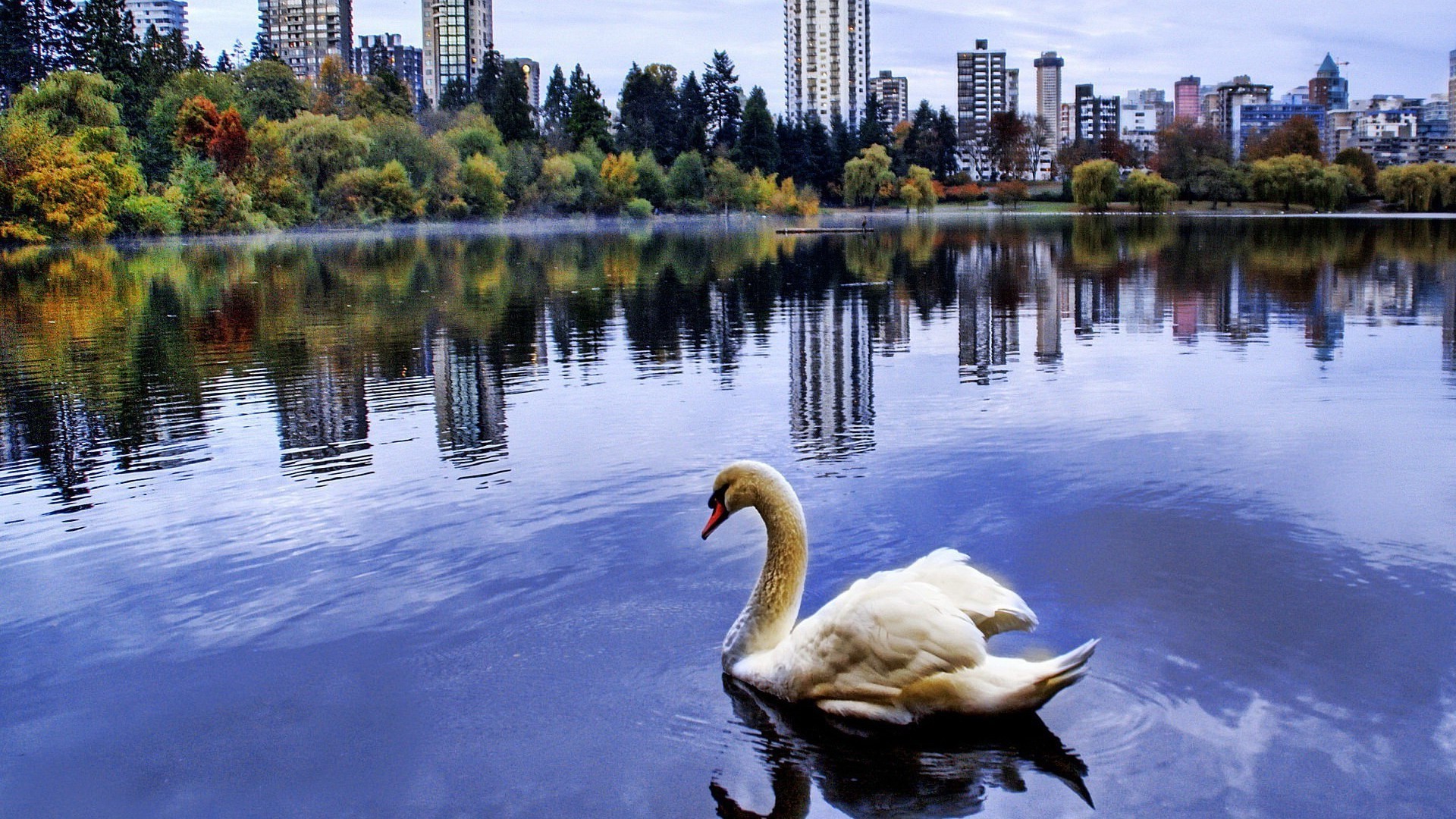 animales lago reflexión piscina agua cisne río naturaleza al aire libre viajes cielo parque arquitectura