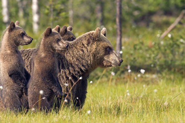 Osos y osos en la naturaleza caminando sobre la hierba