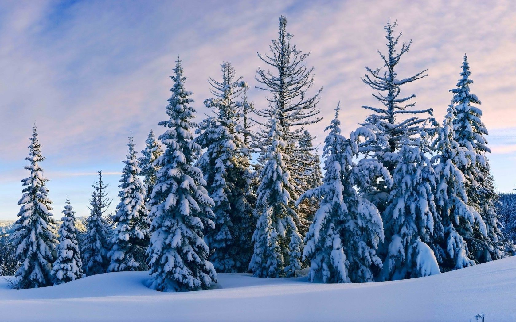bosque nieve invierno madera frío escarcha árbol evergreen congelado paisaje temporada escénico montañas coníferas al aire libre naturaleza