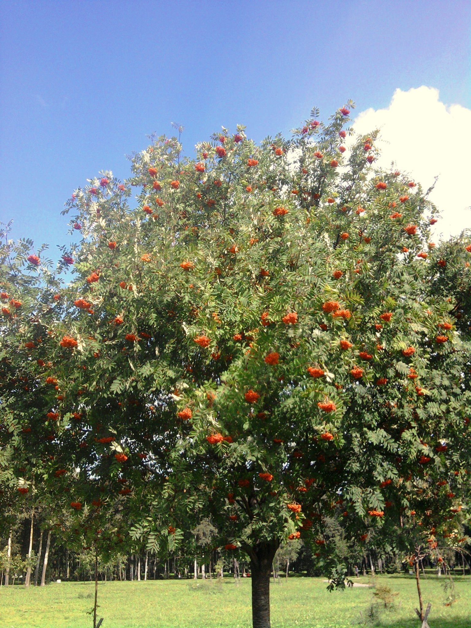 foto personal árbol hoja rama fruta flora flor jardín temporada verano naturaleza color al aire libre paisaje brillante crecer crecimiento buen tiempo