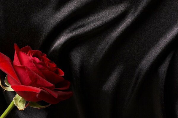 Rosa roja sobre fondo negro