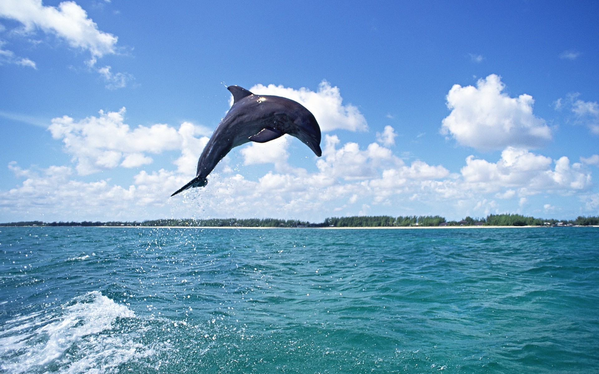 animales agua mar naturaleza océano verano cielo viajes al aire libre vacaciones tropical buen tiempo natación