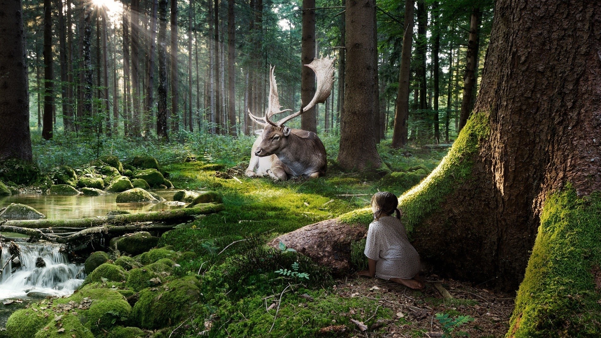 animales mágicos madera naturaleza árbol parque al aire libre salvaje ciervo hoja paisaje medio ambiente otoño agua