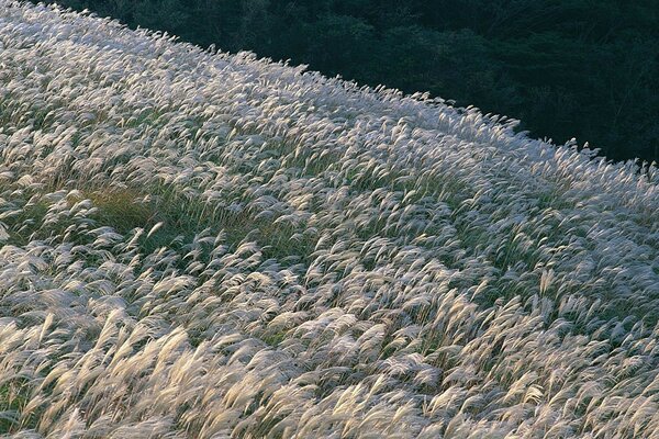 Campo de flores cuando sopla el viento
