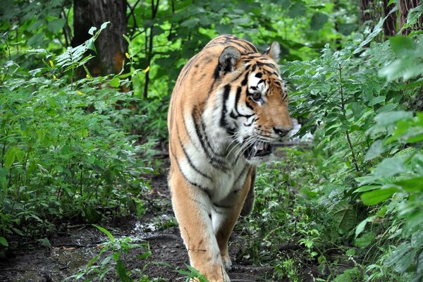 Tigre solo en la naturaleza