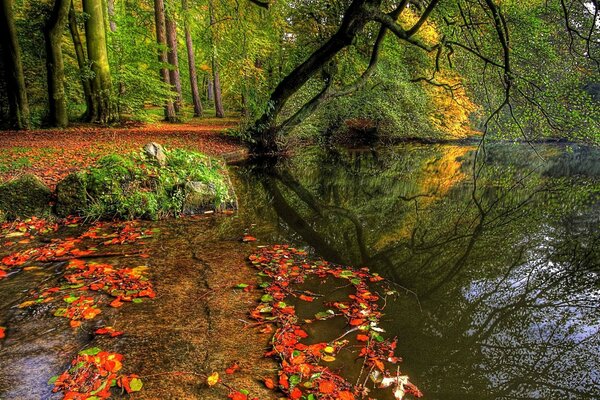 Lago de otoño en el bosque y los árboles