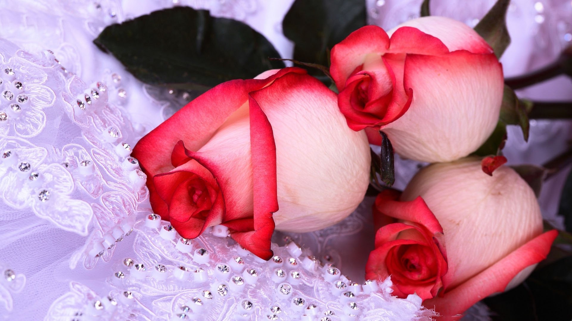 rosa flor amor pétalo romance romántico floral regalo hermoso boda aniversario