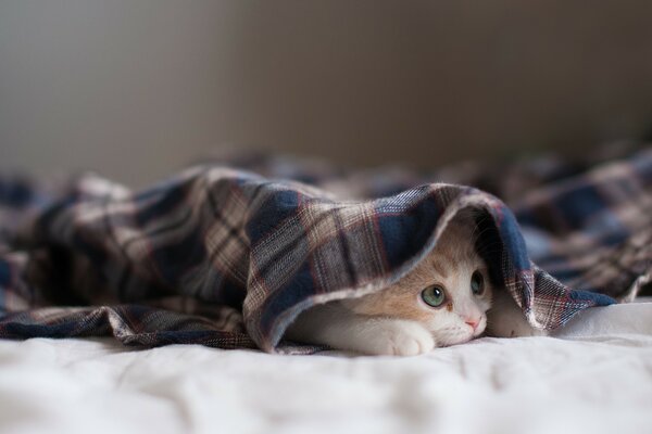 El pequeño gatito yace debajo de la manta