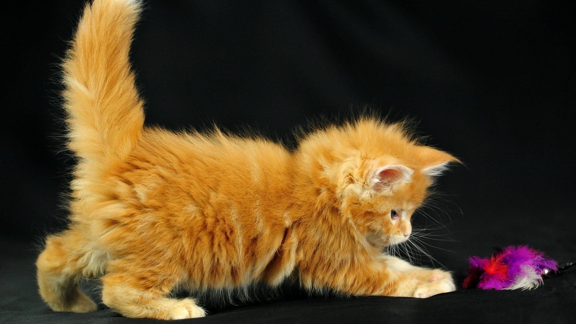 gatos gato mamífero pelaje lindo mascota animal retrato solo pequeño abajo gatito joven