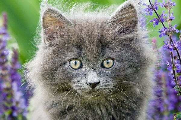 Un gato camina en el campo
