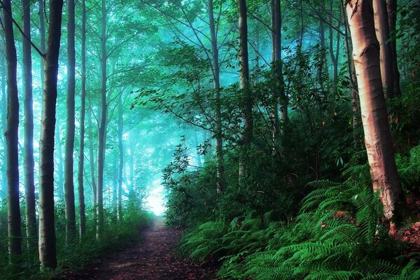 Bosque de verano en la niebla