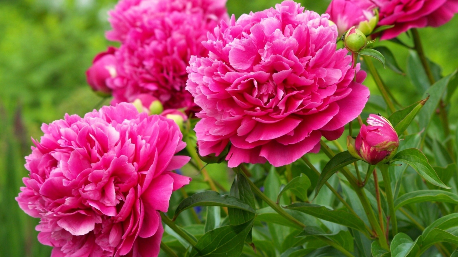 flores flor naturaleza flora jardín hoja bluming verano floral pétalo color brillante peonía hermoso ramo rosa decoración amor cabeza