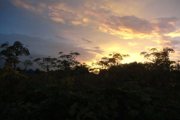 Hermoso cielo en el fondo de los árboles