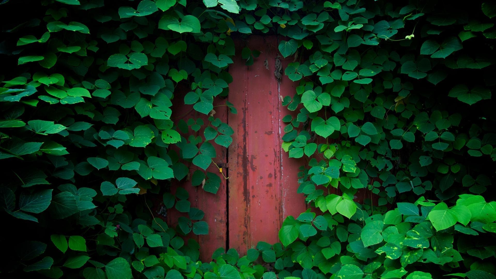 hoja hiedra escritorio abstracto textura jardín pared trébol naturaleza crecimiento flora madera buena suerte patrón