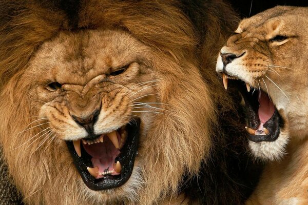 Así es el amor del León