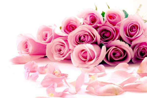 Rosas Rosadas sobre fondo blanco